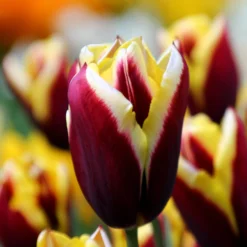 Tulip 'Gavota' -Cheap Ethereal Yard Store tulip gavota 6 887a4598 53db 47c6 a764 74a869e31a5d