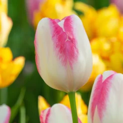 Tulip 'Graceland'