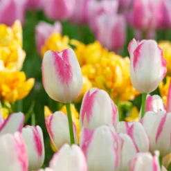 Tulip 'Graceland' -Cheap Ethereal Yard Store tulip graceland 2 scaled