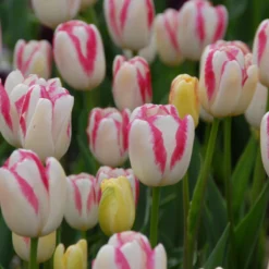 Tulip 'Graceland' -Cheap Ethereal Yard Store tulip graceland 4 scaled