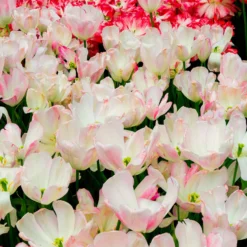 Tulip 'Graceland' -Cheap Ethereal Yard Store tulip graceland 5 scaled