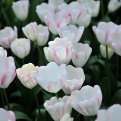 Tulip 'Graceland' -Cheap Ethereal Yard Store tulip graceland 6 scaled