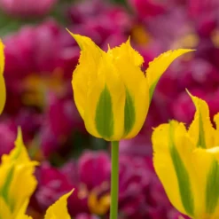 Tulip 'Green Mile' -Cheap Ethereal Yard Store tulip green mile 1 scaled