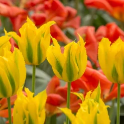 Tulip 'Green Mile' -Cheap Ethereal Yard Store tulip green mile 5 scaled