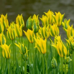 Tulip 'Green Mile' -Cheap Ethereal Yard Store tulip green mile 6 scaled