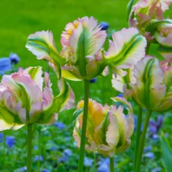 Tulip 'Green Wave' -Cheap Ethereal Yard Store tulip green wave 1