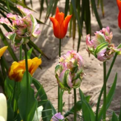 Tulip 'Green Wave' -Cheap Ethereal Yard Store tulip green wave 1 3c4f2bb4 9cf8 4f12 8779 b547129e962c