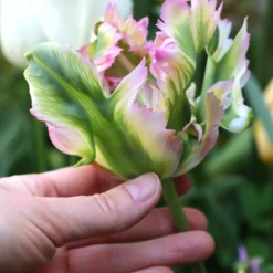 Tulip 'Green Wave' -Cheap Ethereal Yard Store tulip green wave