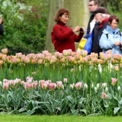 Tulip 'Greenland' 10 Tulip 'Greenland' -Cheap Ethereal Yard Store tulip greenland 5