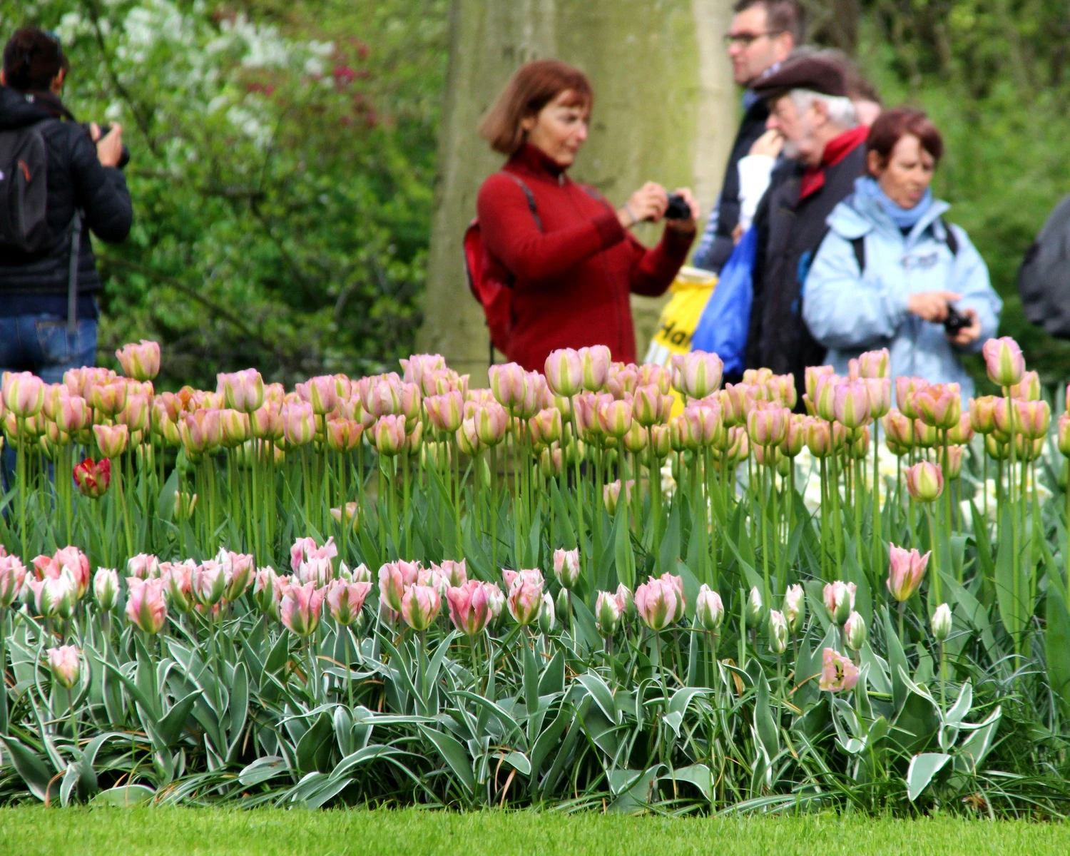 Tulip 'Greenland' 4 Tulip 'Greenland' - Image 4
