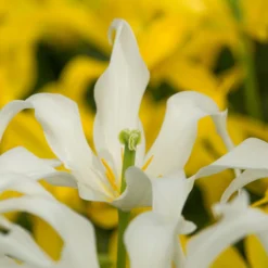 Tulip 'Healthcare' -Cheap Ethereal Yard Store tulip healthcare 0 scaled