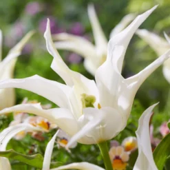 Tulip 'Healthcare' -Cheap Ethereal Yard Store tulip healthcare 1