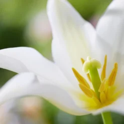 Tulip 'Healthcare' -Cheap Ethereal Yard Store tulip healthcare 2 3e09d3f1 e7f3 484e 8ca7 91a91ac37c33