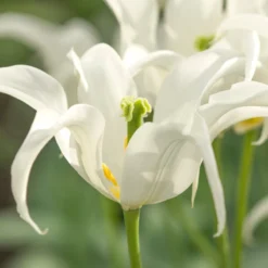 Tulip 'Healthcare' -Cheap Ethereal Yard Store tulip healthcare 3 scaled