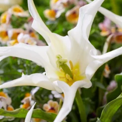 Cheap Ethereal Yard Store -Cheap Ethereal Yard Store tulip healthcare 3 3565ab6b e684 40f3 b138 504f203bd28b