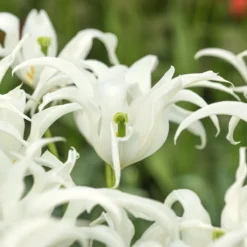 Tulip 'Healthcare' -Cheap Ethereal Yard Store tulip healthcare 4 scaled