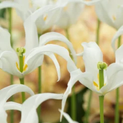 Tulip 'Healthcare' -Cheap Ethereal Yard Store tulip healthcare 5 scaled