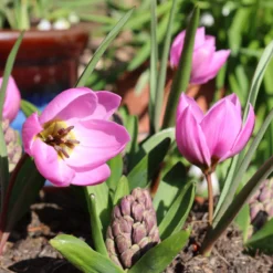 Tulip Humilis 'Helene' -Cheap Ethereal Yard Store tulip helen 8 scaled