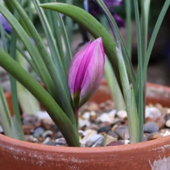 Tulip Humilis 'Helene' -Cheap Ethereal Yard Store tulip helen 9 scaled