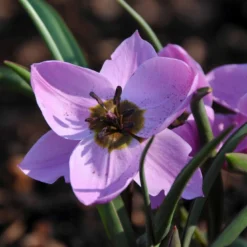 Tulip Humilis 'Helene' -Cheap Ethereal Yard Store tulip helene 1
