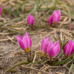 Tulip Humilis 'Helene' -Cheap Ethereal Yard Store tulip helene 3 scaled