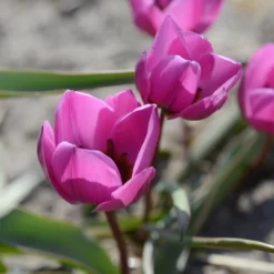 Tulip Humilis 'Helene' -Cheap Ethereal Yard Store tulip helene 4 scaled