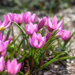 Tulip Humilis 'Helene' -Cheap Ethereal Yard Store tulip helene 5