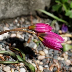 Tulip Humilis 'Helene' -Cheap Ethereal Yard Store tulip helene 7 scaled
