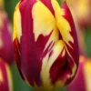 Tulip 'Helmar'
