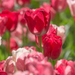 Tulip 'Hemisphere' -Cheap Ethereal Yard Store tulip hemisphere 6 scaled