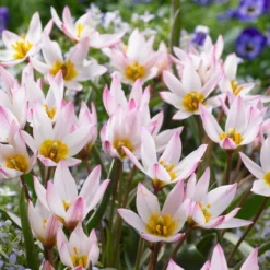 Tulip Cretica 'Hilde' -Cheap Ethereal Yard Store tulip hilde 2