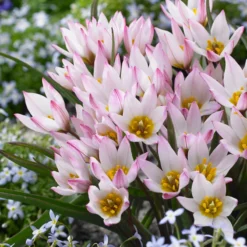 Tulip Cretica 'Hilde' -Cheap Ethereal Yard Store tulip hilde 3