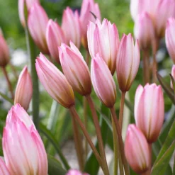 Tulip Cretica 'Hilde' -Cheap Ethereal Yard Store tulip hilde 4
