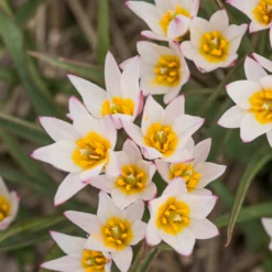 Tulip Cretica 'Hilde' -Cheap Ethereal Yard Store tulip hilde 6 scaled