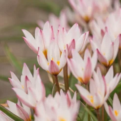 Tulip Cretica 'Hilde' -Cheap Ethereal Yard Store tulip hilde 7 scaled