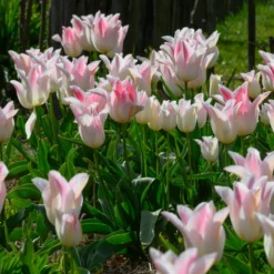 Tulip 'Holland Chic' -Cheap Ethereal Yard Store tulip holland chic 1 scaled