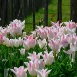 Tulip 'Holland Chic' -Cheap Ethereal Yard Store tulip holland chic 2 scaled