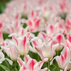Tulip 'Holland Chic' -Cheap Ethereal Yard Store tulip holland chic 5 scaled