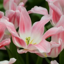 Tulip 'Holland Chic' -Cheap Ethereal Yard Store tulip holland chic 6 scaled