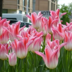 Tulip 'Holland Chic' -Cheap Ethereal Yard Store tulip holland chic 7 scaled