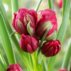 Tulip 'Tête-a-Tête' -Cheap Ethereal Yard Store tulip humilis tete a tete 0 scaled