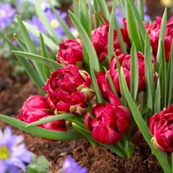 Tulip 'Tête-a-Tête'