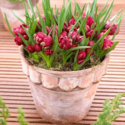 Tulip 'Tête-a-Tête' -Cheap Ethereal Yard Store tulip humilis tete a tete 2 scaled