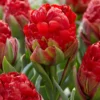 Tulip 'Ice Cream Strawberry'