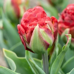 Tulip 'Ice Cream Strawberry' -Cheap Ethereal Yard Store tulip ice cream strawberry 3