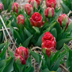 Tulip 'Ice Cream Strawberry' -Cheap Ethereal Yard Store tulip ice cream strawberry 4 scaled