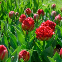 Tulip 'Ice Cream Strawberry' -Cheap Ethereal Yard Store tulip ice cream strawberry 5 scaled