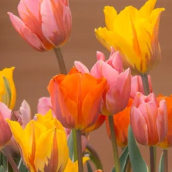 Tulip Collection 'Irene's Heirloom' 21 Tulip Collection 'Irene's Heirloom' -Cheap Ethereal Yard Store tulip irene heirloom 1