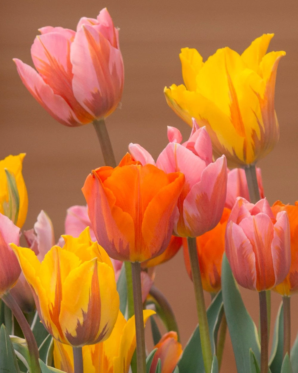 Tulip Collection 'Irene's Heirloom' 9 Tulip Collection 'Irene's Heirloom' - Image 9