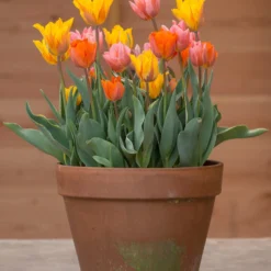 Tulip Collection 'Irene's Heirloom'